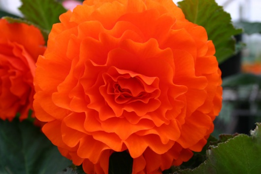 B. ‘Sceptre’